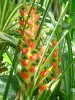 Paisajes de Guadalupe - Jardín botánico de Deshaies : heliconia rojo