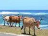 Paisajes de Guadalupe - Vacas sobre el mar, en la isla de Marie - Galante