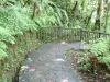 Paisajes de Guadalupe - Parque Nacional de Guadalupe : en la selva, camino especial a las cataratas Carbet