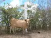 Paisajes de Guadalupe - Vaca delante de una cruz de la cruz de la capilla de la Bahía de Oliva, en la isla de Grande - Terre