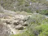 Paisajes de Guadalupe - La vegetación costera de la isla de Grande - Terre