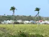 Paisajes de Guadalupe - Casas al borde de un campo de caña de azúcar en la isla de Grande - Terre