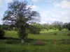 Paisajes de Lemosín - Flores silvestres en un prado, pastos y árboles, en el Bajo Paseo