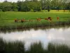 Paisajes de Lemosín - Limousin vacas a un estanque en el Paseo de la Baja