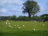 Paisajes de Lemosín - Rebaño de ovejas en un prado y árboles, en el Bajo Paseo
