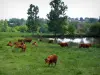 Paisajes de Lemosín - Limousin vacas en un prado a orillas de un estanque y los árboles en el Paseo de la Baja