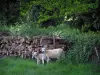 Paisajes de Lemosín - Prima por oveja y su cordero, cortar leña y la vegetación