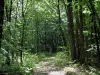 Paisajes de Lemosín - Camino en el bosque (árboles)