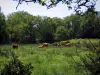 Paisajes de Lemosín - Limousin vacas en un prado, arbustos y árboles