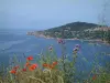 Paisajes del litoral corso - Amapolas, hierbas y flores silvestres en el fondo con el pueblo de Cargèse con vistas al Mar Mediterráneo (Golfo de Sagone)