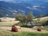 Paisajes de Loira - Pilat (Parque Natural Regional del Pilat): las vacas en un prado y las colinas cubiertas de pastos y los bosques