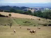 Paisajes de Loira - Las vacas en pastos, los campos, los árboles, pueblo y las colinas