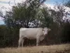 Paisajes de Loira - Charolais de vaca