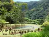 Paisajes de Martinica - Balata jardín con un estanque de palmeras reales en una zona verde