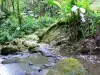 Paisajes de Martinica - Parque Regional de Martinica: Río en el corazón de la selva