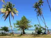 Paisajes de Martinica - Punta Beach Faula decorado con árboles y cocoteros, con vistas a la laguna y blancos fondos; en la ciudad de Vauclin