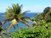 Paisajes de Martinica - Acantilado verde Macouba con árboles de coco en el primer plano, con vistas al Océano Atlántico