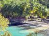 Paisajes de Martinica - Vista de la playa de Negro Cove con sus pontones, cocoteros y aguas color turquesa; en la localidad de Anse d'Arlet