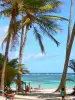 Paisajes de Martinica - Relájese bajo las palmeras de la playa de Anse Michel, con vistas a las aguas turquesas del Océano Atlántico; en el municipio de Sainte-Anne, Cap Chevalier