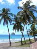 Paisajes de Martinica - Playa Diamante llena de cocoteros, con vistas a la Roca del Diamante y el Mar Caribe