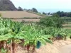 Paisajes de Martinica - Campo plátano en primer plano con vistas al Océano Atlántico