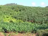 Paisajes de Martinica - Plantación de plátano