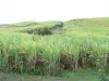 Paisajes de Martinica - Campos de caña de azúcar