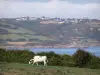 Paisajes de Normandía - Gorras carretera, en la península de Cotentin: la vaca normanda en una pradera, brezales y las casas con vistas al mar (Canal Inglés)