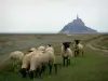 Paisajes de Normandía - Las ovejas de las marismas y el Mont-Saint-Michel