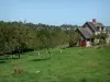 Paisajes de Normandía - Casa y manzana (árboles frutales) en un prado