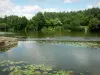 Paisajes de Sarthe - Valle de Sarthe: la ribera del río Sarthe y el arbolado