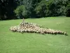 Paisajes de Tarn - Pastor y su rebaño de ovejas en un prado (Parque Natural Regional del Alto Languedoc)