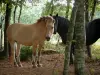 Paisajes de Tarn - Caballos en el bosque (árboles)