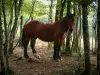 Paisajes de Tarn - Caballo en un bosque (árboles)