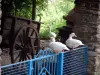 Paisajes de Tarn - Los patos posados ​​en una puerta azul carrito de madera y el ganso en el fondo