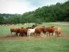 Paisajes de Tarn - Vacas en un prado y árboles en el fondo