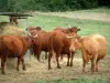 Paisajes de Tarn - Las vacas en un pastizal