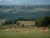 Paisajes de Tarn - Pasto con las vacas, árboles, campos y bosques