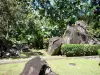 Parc archéologique des roches gravées - Roches ornées de pétroglyphes et végétation luxuriante du parc ; sur la commune de Trois-Rivières et l'île de la Basse-Terre