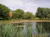 Parc départemental Georges-Valbon - Plan d'eau entouré d'arbres et de roseaux