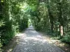 Parc départemental de la Haute-Île - Chemin pavé bordé d'arbres