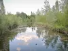 Parc départemental de la Haute-Île - Arbres au bord de l'eau