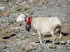 Le Parc National des Pyrénées - Parc National des Pyrénées: Bélier (mouton) portant une cloche