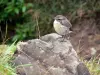 Parc National de La Réunion - Bird tec-tec (Tarabilla Reunión) Taïbit de cuello uterino