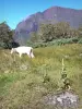 Parc National de La Réunion - Mafate: vaca en los casquillos de los Tamarindos