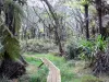 Parc National de La Réunion - Caminatas en el bosque Bélouve