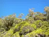 Parc National de La Réunion - Vegetación alta de la isla