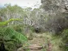 Parc National de La Réunion - Mafate: Pista de senderismo alinea con los árboles