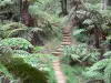 Parc National de La Réunion - Senderismo en el corazón del bosque Bélouve