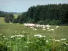 Parc Naturel Régional des Ardennes - Thiérache ardennaise : troupeau de vaches dans un pré, aux abords d'un bois, fleurs sauvages en premier plan